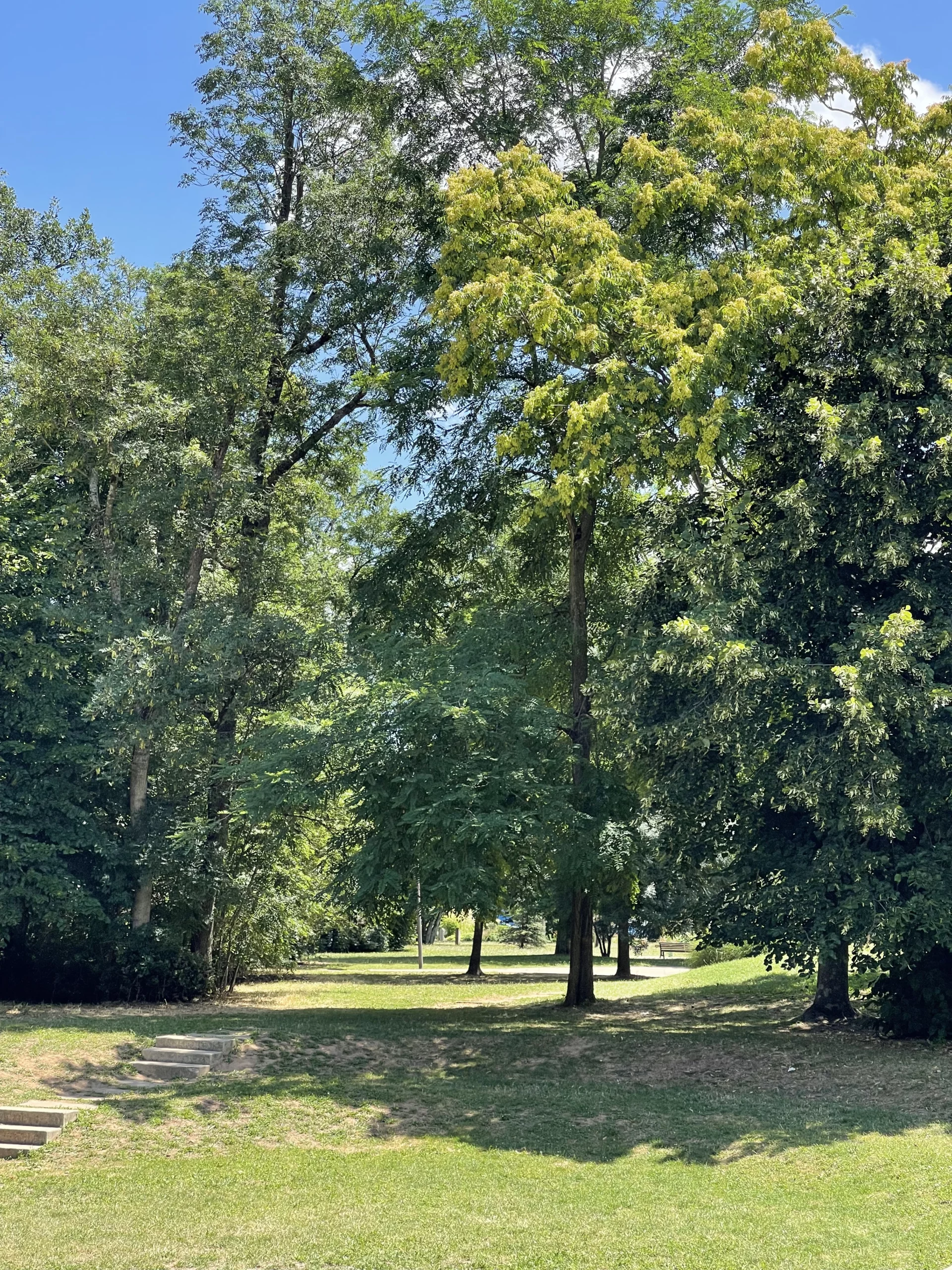 Parc de la République à Meyzieu, espace vert arboré avec grands arbres, pelouse et chemin piéton.